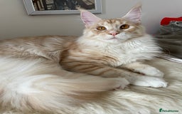 Maine Coon cats for sale: GCCF registered Maine Coon kittens.  in Newton Abbot - Image 1