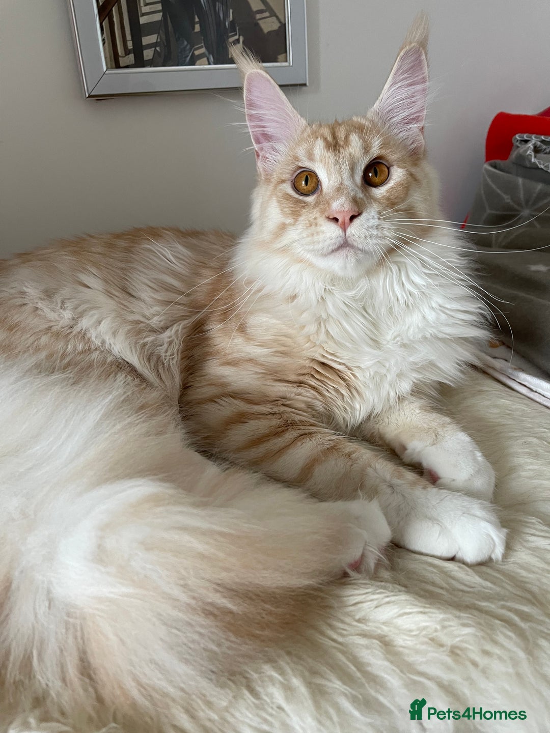 Maine Coon cats for sale: GCCF registered Maine Coon kittens.  in Newton Abbot - Image 1