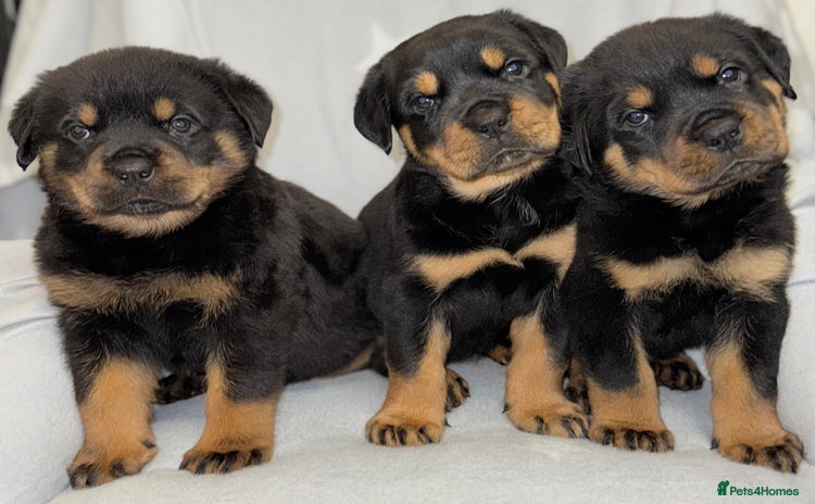 Rottweiler dogs - Advert 1