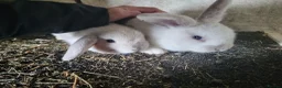 Mixed Breed rabbits for sale: Stunning selection of rabbits - Advert 4