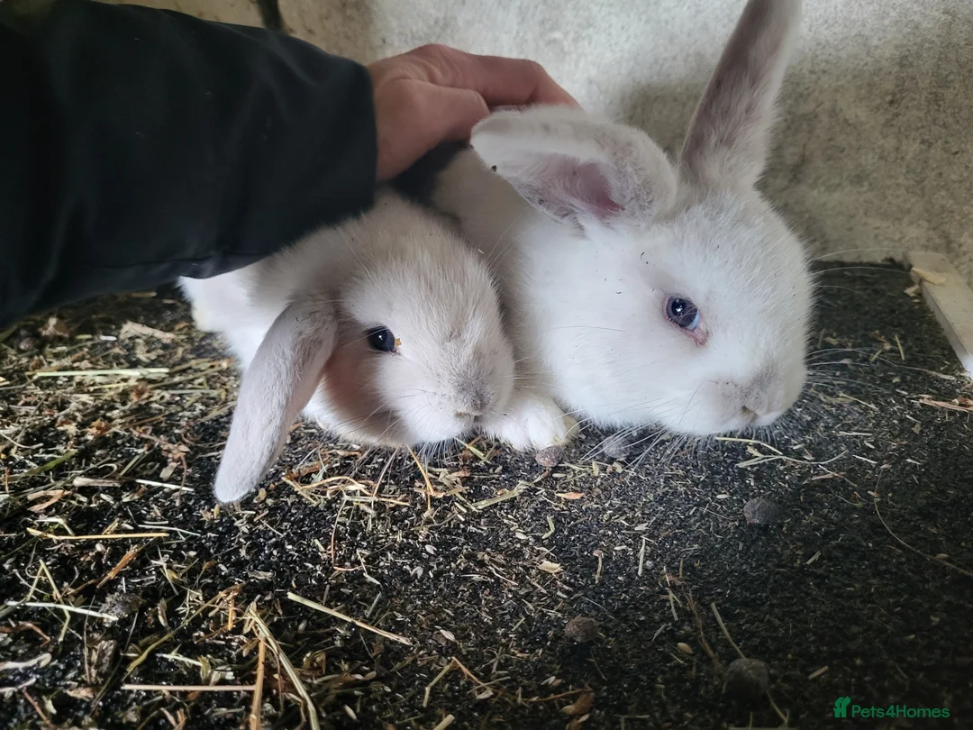 Mixed Breed rabbits for sale: Stunning selection of rabbits - Advert 4