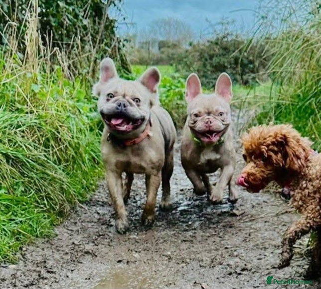 French Bulldog dogs Kennel club Fluffy frenchie female available  - Advert 2