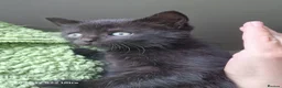 Mixed Breed cats for sale: Gorgeous 4 Kittens Looking for Their Forever Homes - Advert 9