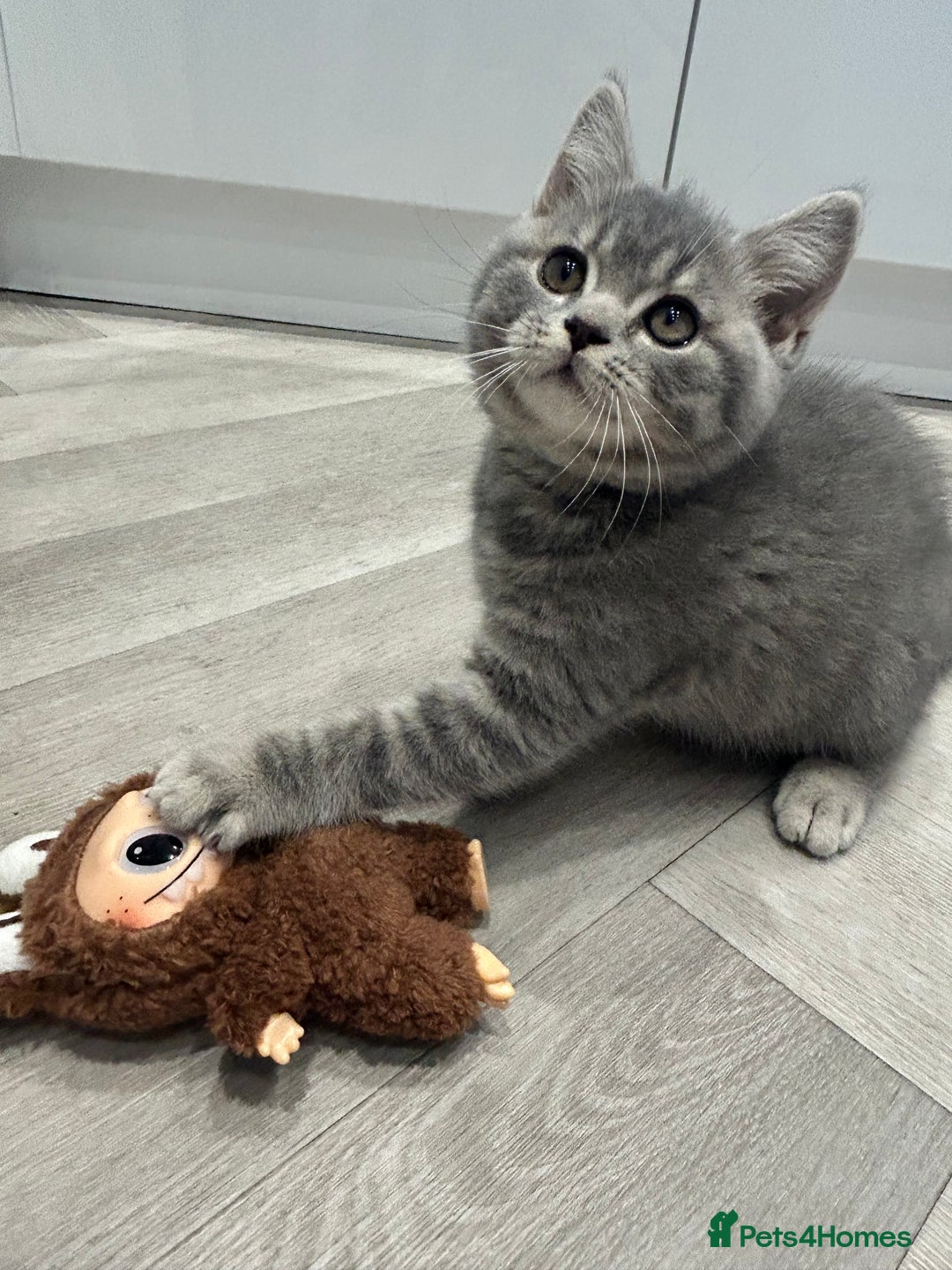 British Shorthair cats for sale: GCCF British Shorthairs **READY NOW** in Manchester - Image 1
