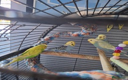 Budgerigars birds for sale: 4 budgies and cage - Image 5