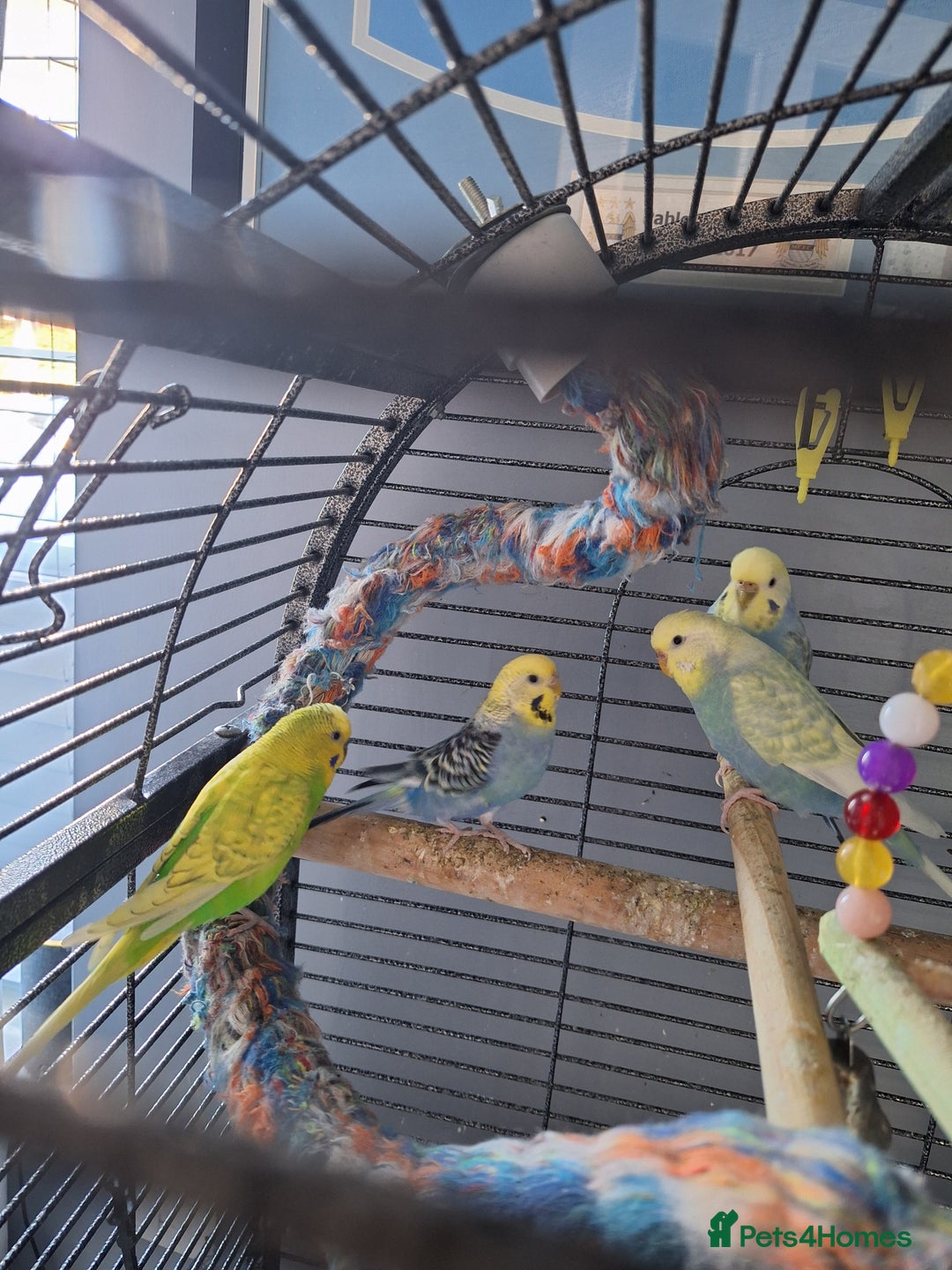 Budgerigars birds for sale: 4 budgies and cage - Image 5