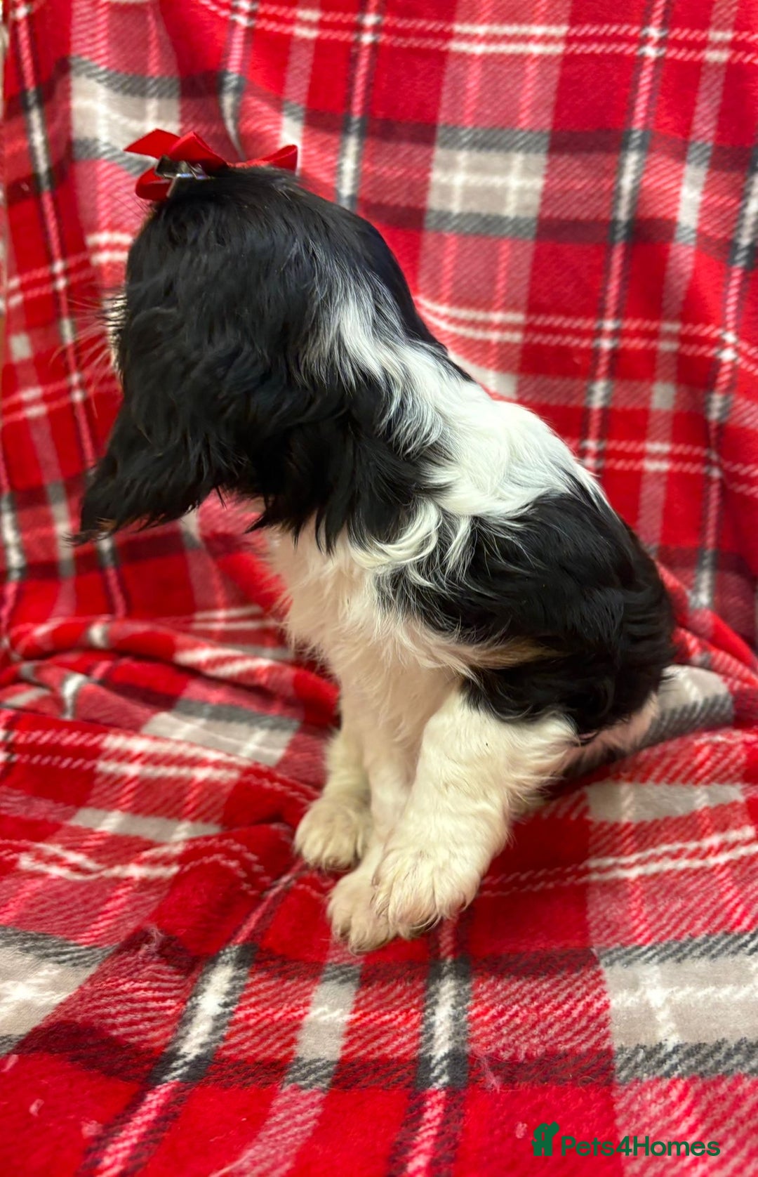 Cavalier King Charles Spaniel dogs for sale: Beautiful Cavalier King Charles babies ❤️ - Advert 35