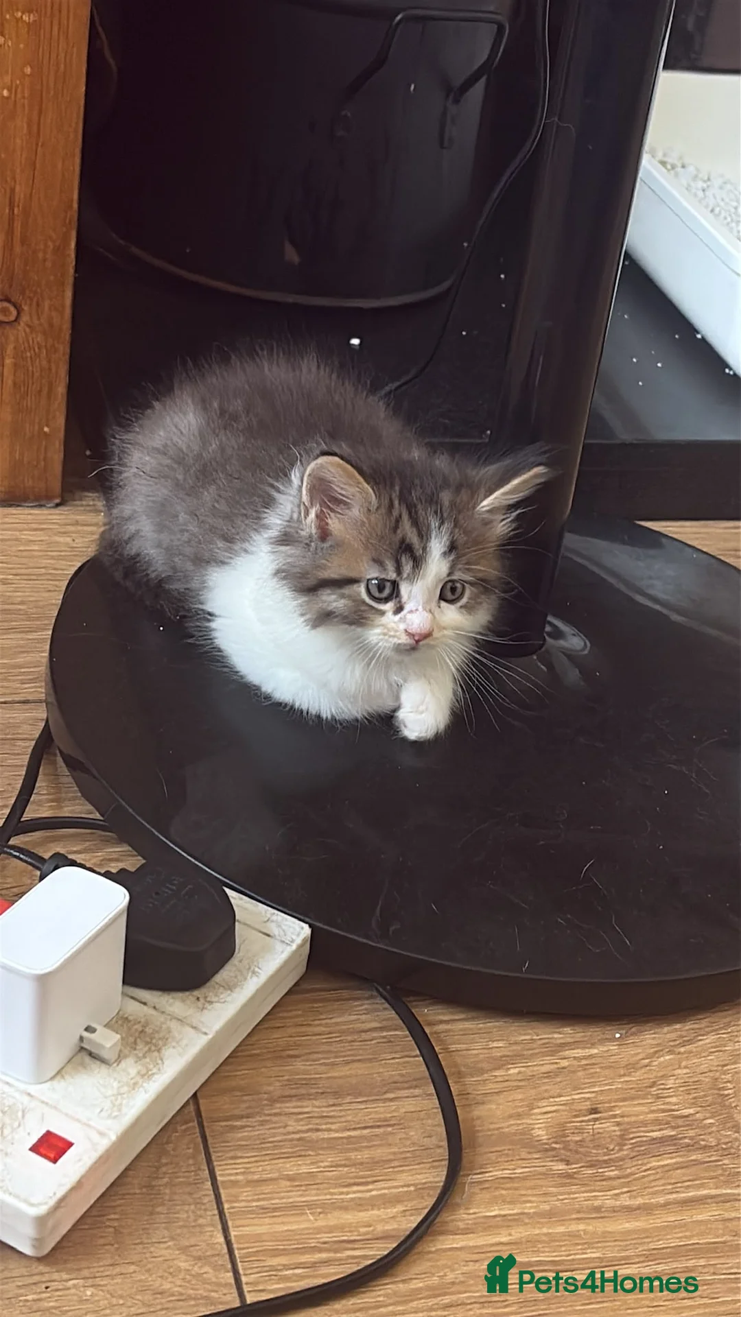 Maine Coon cats for sale: Maincoon kittens  - Advert 11