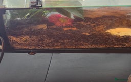 Frog reptiles for sale: Strawberry pacman frog - Advert 1