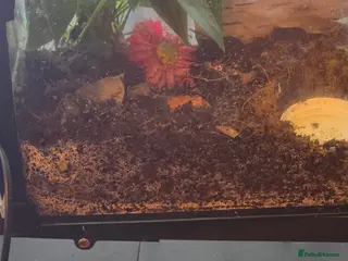 Frog reptiles Strawberry pacman frog - Advert 3