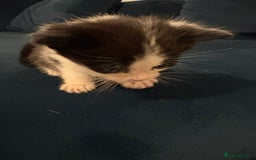 Domestic Shorthair cats for sale: Black and white kittens  - Image 2