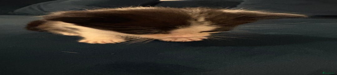 Domestic Shorthair Kitten 1