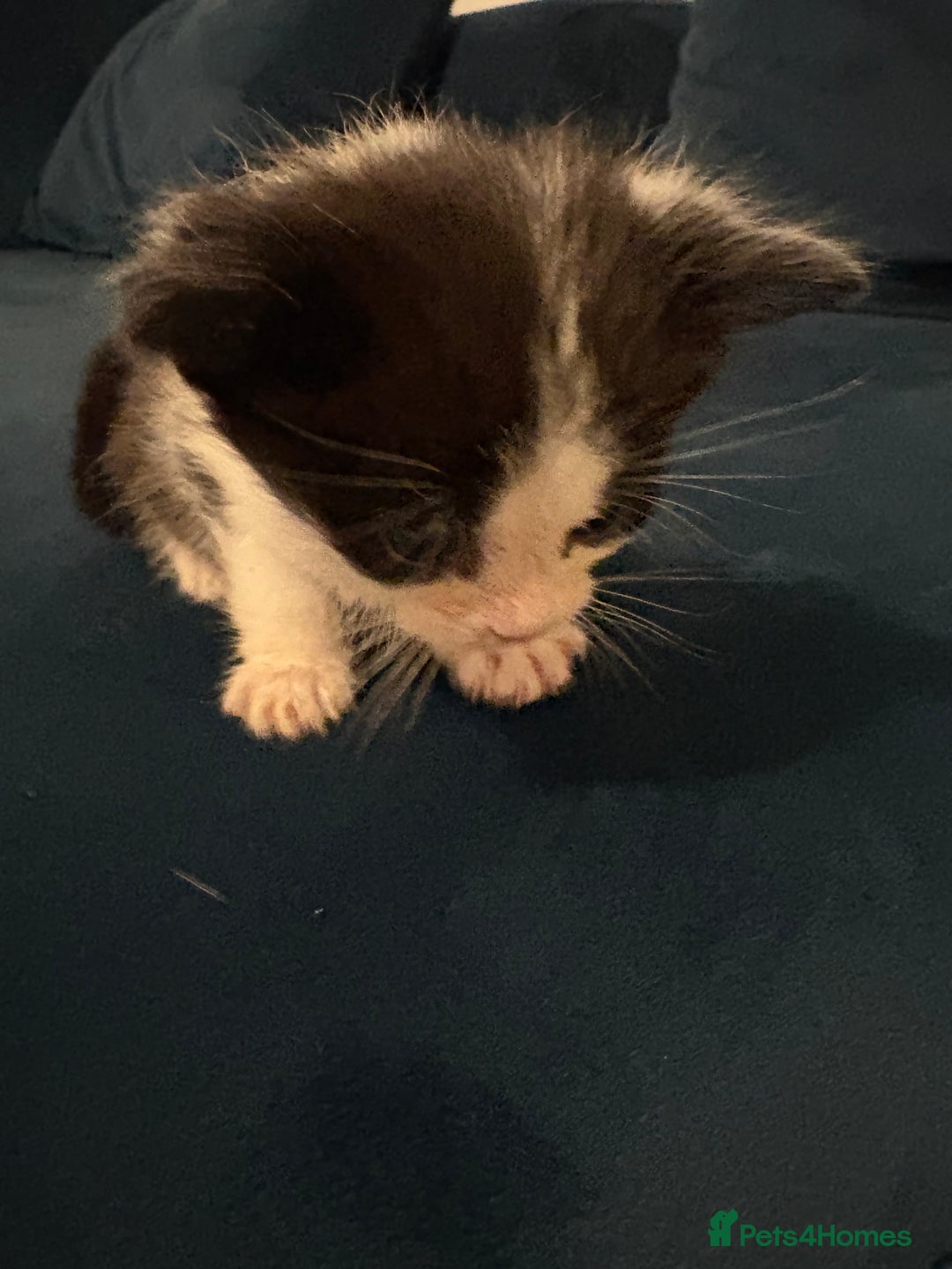 Domestic Shorthair cats for sale: Black and white kittens  - Image 2