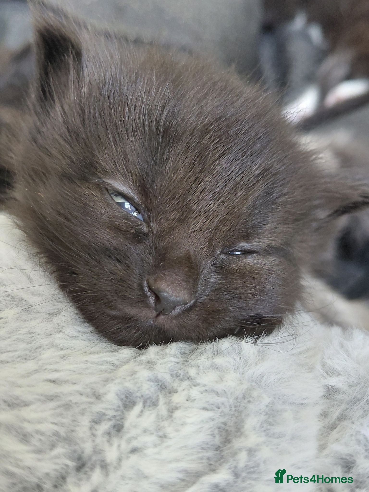 Mixed Breed cats Adorable kittens  - Advert 2