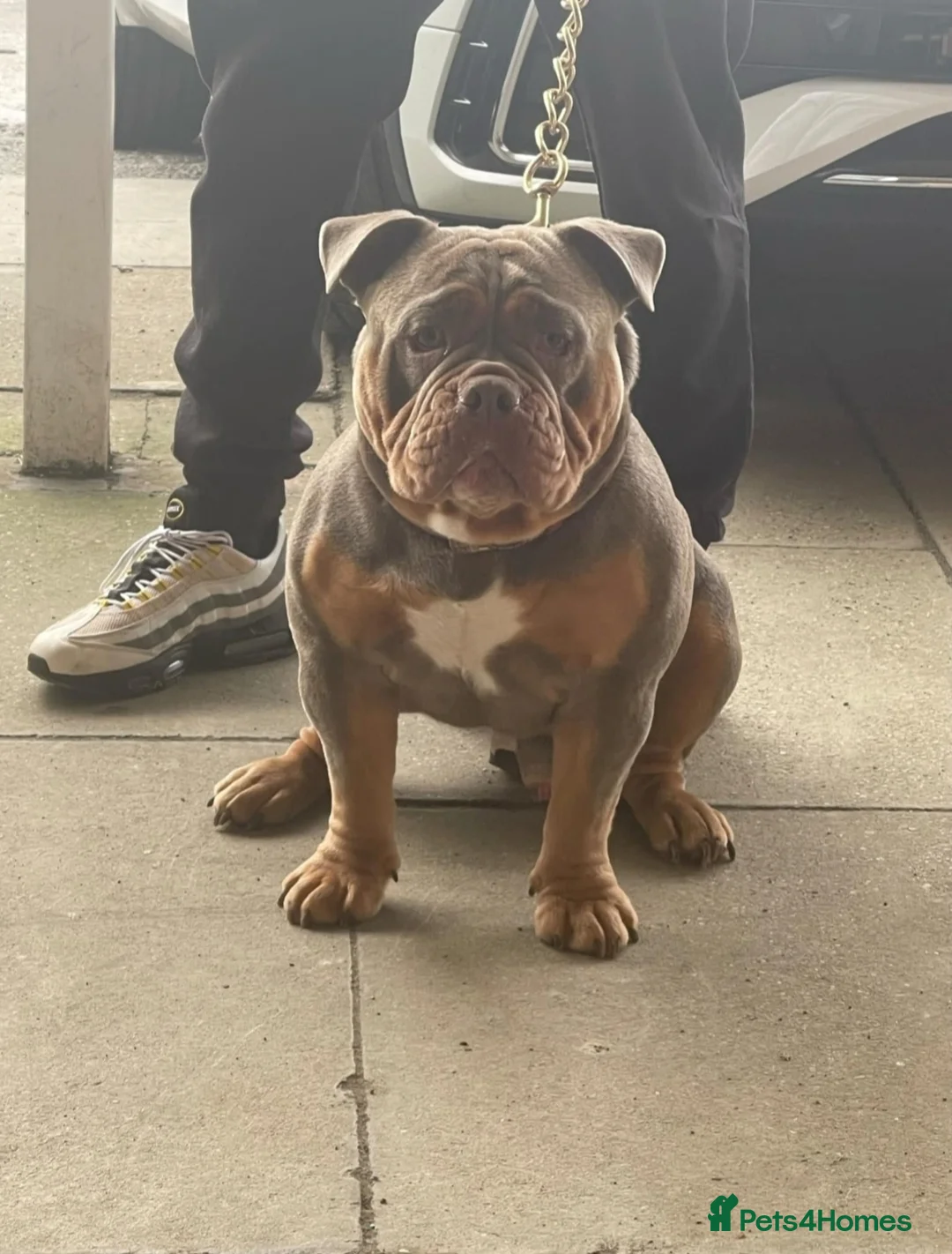 Olde English Bulldogge dogs for stud: NEBBR REGISTERED OLDE ENGLISH BULLDOGGE STUD in Worcester - Advert 3