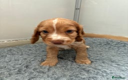 Cocker Spaniel dogs for sale: Beautiful cocker spaniels  - Image 4