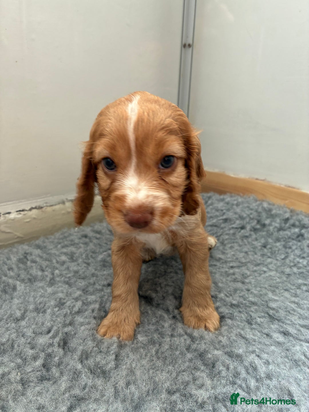 Cocker Spaniel dogs for sale: Beautiful cocker spaniels  - Image 4