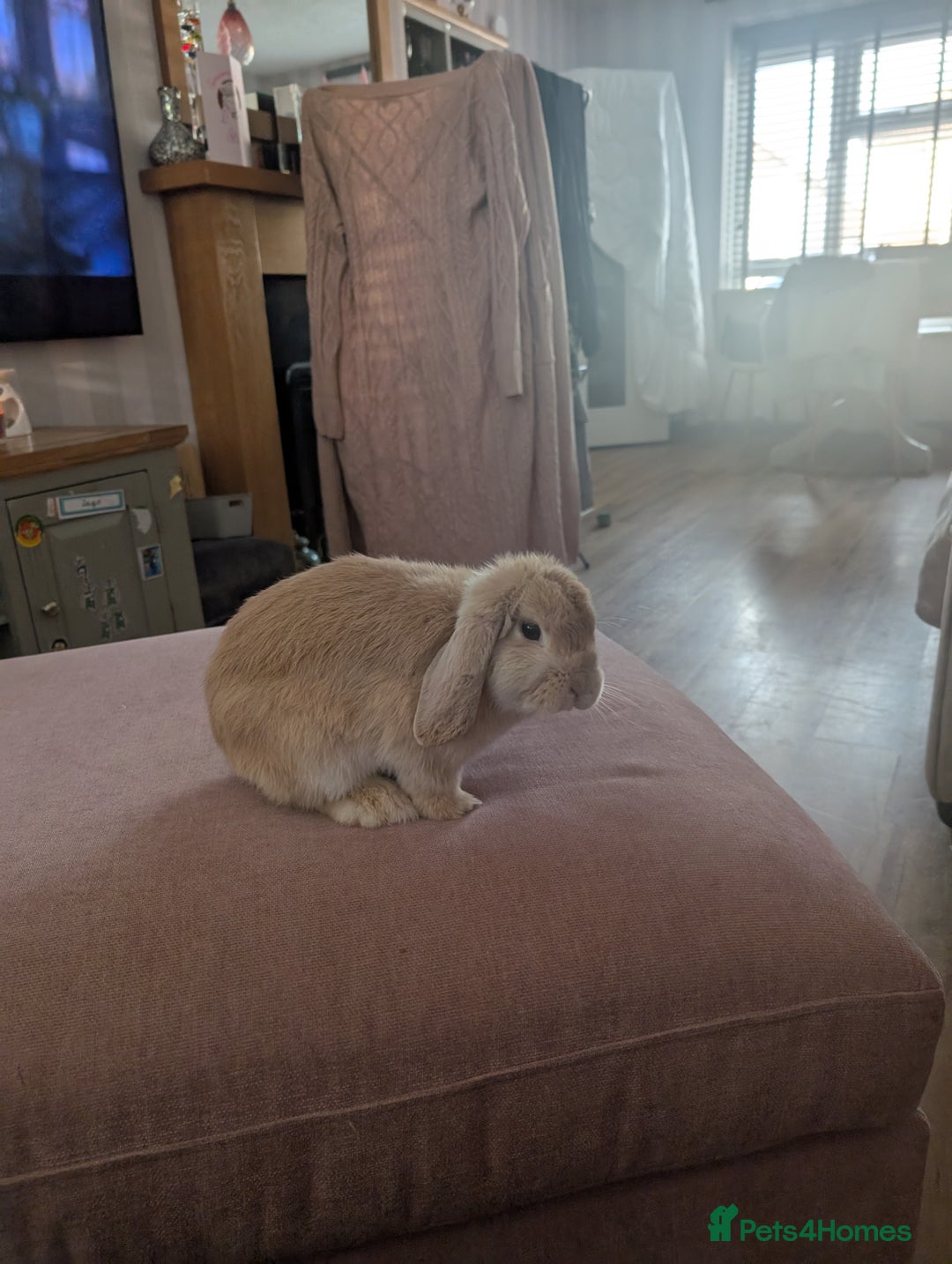 Mini Lop rabbits for sale: French mini lop rabbit  - Advert 1