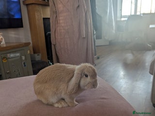 Mini Lop rabbits French mini lop rabbit - Advert 3