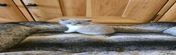 British Shorthair cats for sale: British shorthair kittens  - Advert 7