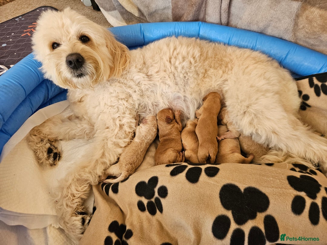 Goldendoodle dogs for sale: Goldendoodle Puppies - Advert 1