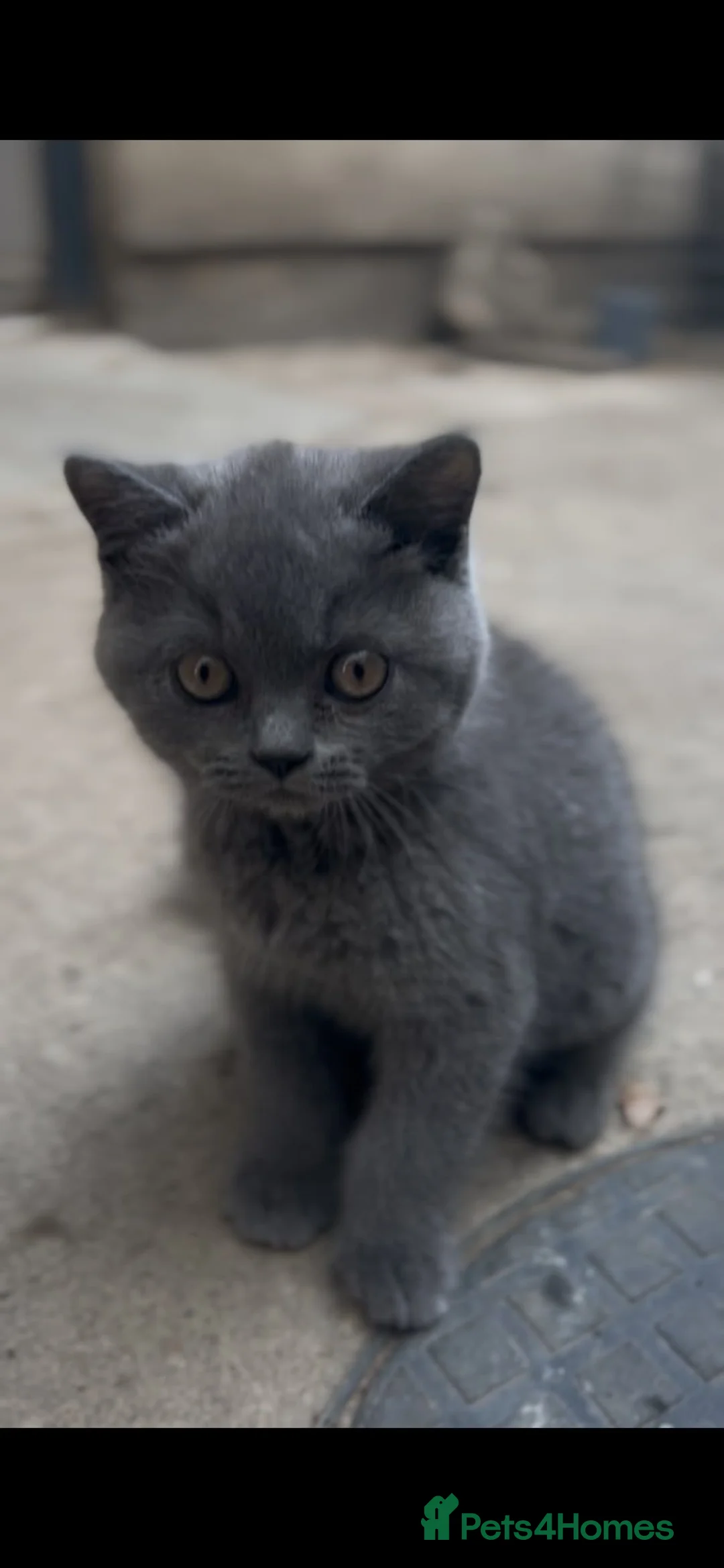 British Shorthair cats for sale: Beautiful British Shorthair Kittens in Bradford - Advert 1