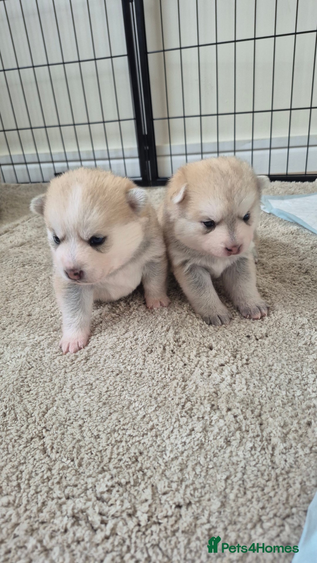 Pomsky dogs for sale: 🐾 New Year Pomsky Puppies – Mini Husky 🐾 - Advert 5