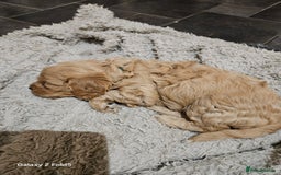 Cavapoo dogs for sale: LITTER OF BEAUTIFUL F2 CAVAPOOS  - Image 9