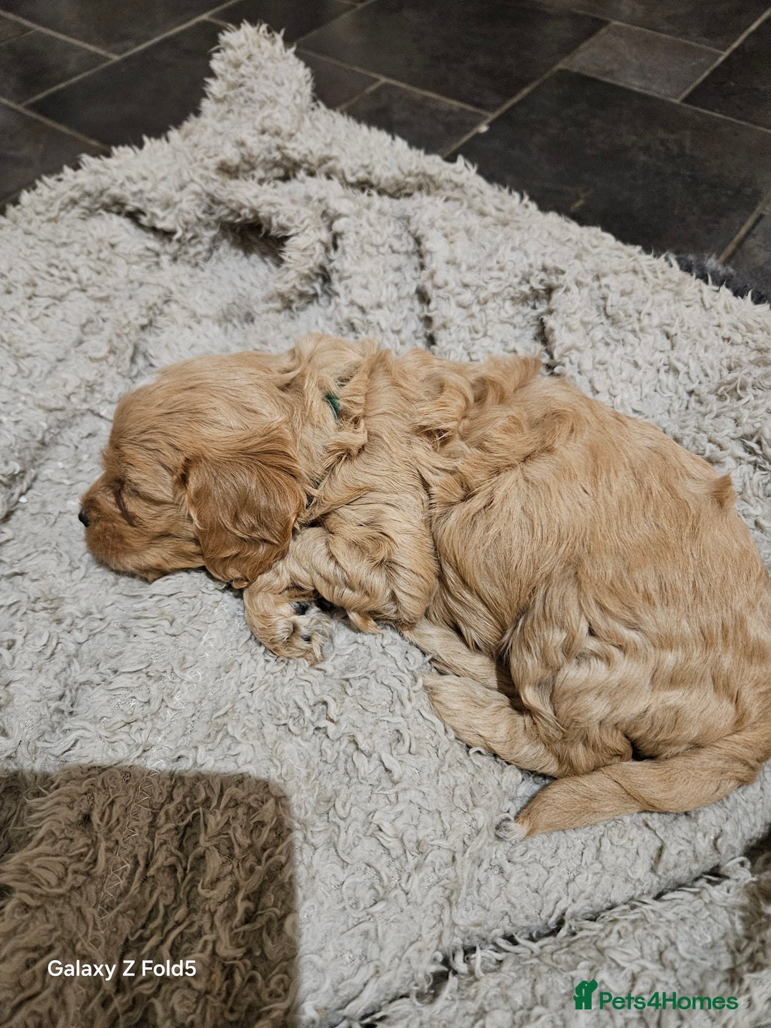 Cavapoo dogs for sale: LITTER OF BEAUTIFUL F2 CAVAPOOS  - Image 9