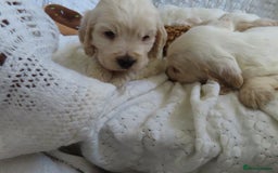 Cocker Spaniel dogs for sale: ❤️‍🔥❤️‍🔥💥Show Type Cocker Spaniel Puppies - Advert 18
