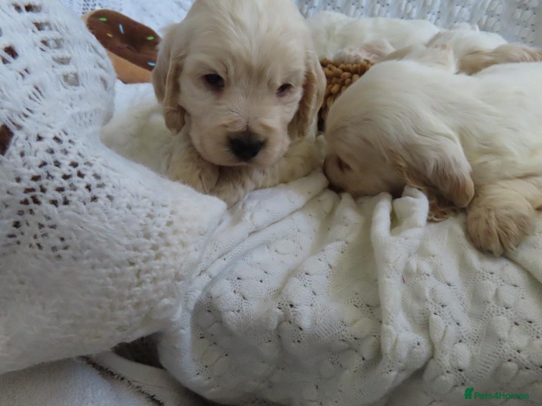 Cocker Spaniel dogs for sale: ❤️‍🔥❤️‍🔥💥Show Type Cocker Spaniel Puppies - Advert 18