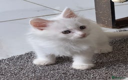 Maine Coon cats for sale: 	Rare Polydactyl Kittens + 1 Blue-Eyed Beauty - Image 9