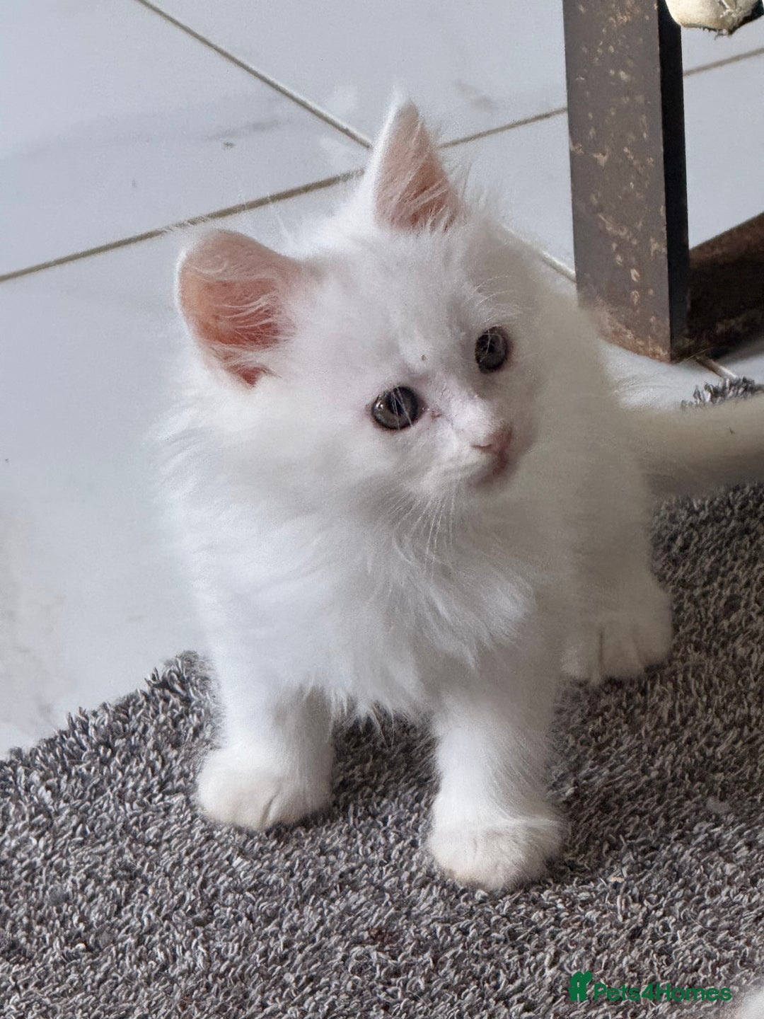 Maine Coon cats for sale: 	Rare Polydactyl Kittens + 1 Blue-Eyed Beauty - Image 9