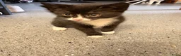 British Shorthair cats for sale: Kittens for sale - Advert 3
