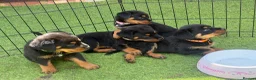 Rottweiler dogs for sale: 6 beautiful Rottweiler puppies  - Advert 1