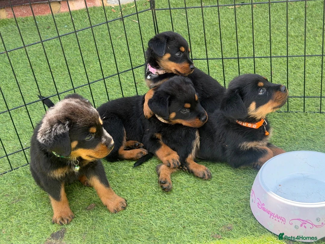 Rottweiler dogs for sale: 6 beautiful Rottweiler puppies  - Advert 1