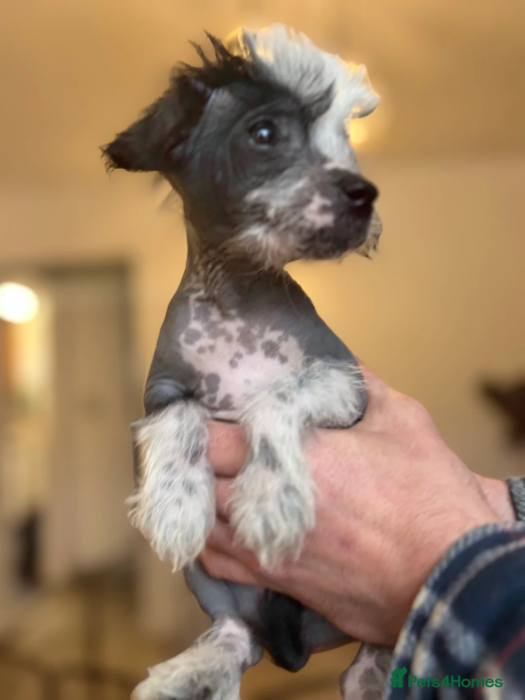 Chinese Crested dogs for sale: 🐾  Chinese Crested Puppies   - Advert 15