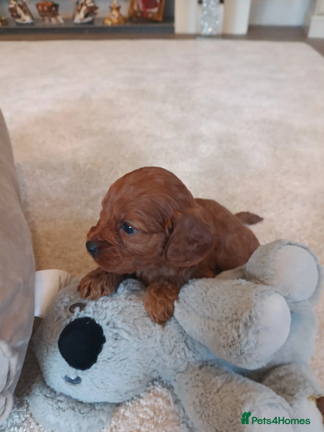 Cavapoo dogs for sale: Cavapoo puppies f1 FOX red girl, boy.  - Advert 4