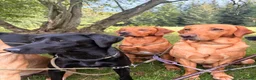 Labrador Retriever dogs for sale: Beautiful Labrador puppies - Advert 5