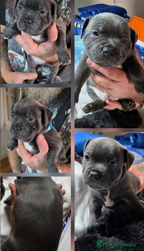 Staffordshire Bull Terrier dogs for sale: Energetic staffy playful puppies for new families. in Rugby - Advert 3