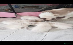 Ragdoll cats for sale: Ragdoll Kittens  - Advert 27