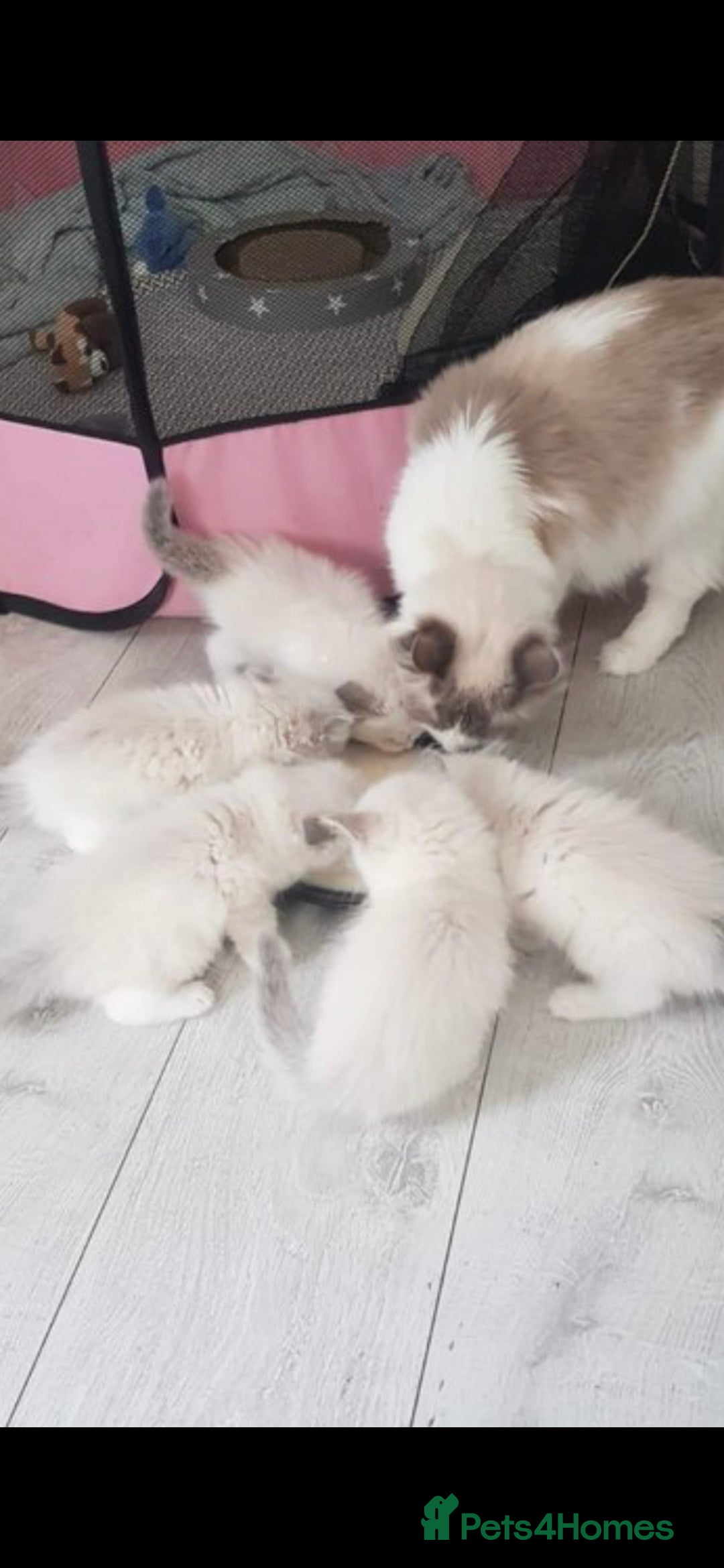 Ragdoll cats for sale: Ragdoll Kittens  - Advert 27