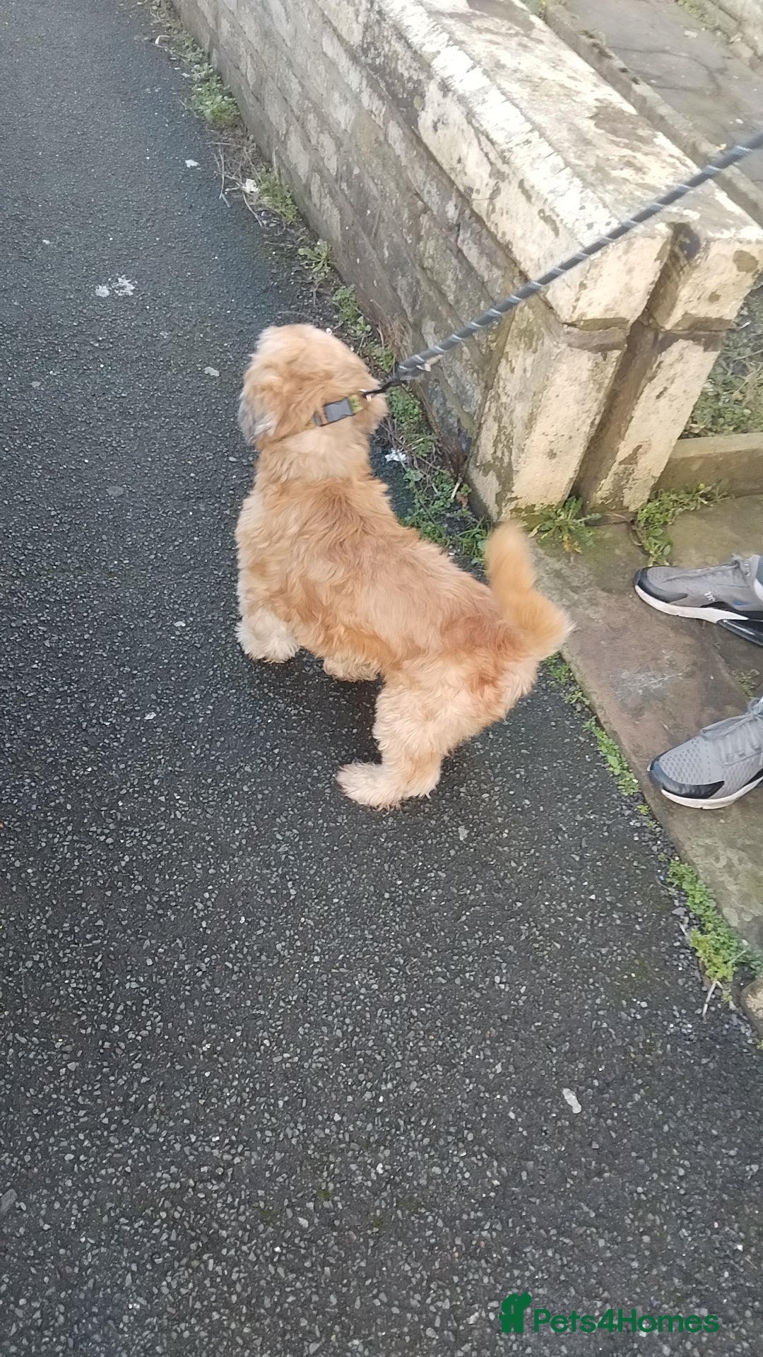 Shih Tzu dogs for sale: Gorgeous shihtzu  - Advert 2