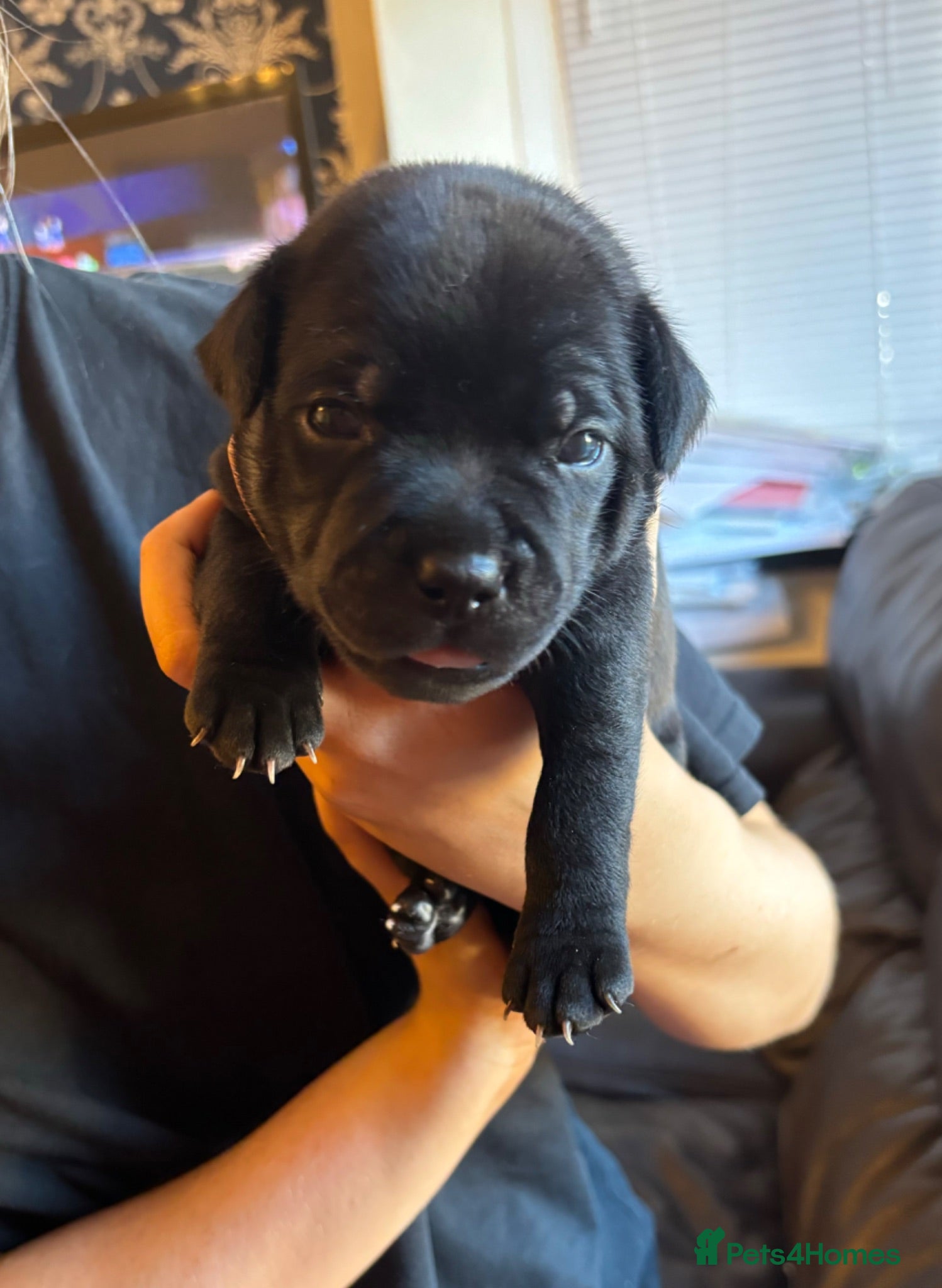 Staffordshire Bull Terrier dogs Stunning Litter 🖤💙 CH Bill & Nova - Advert 4