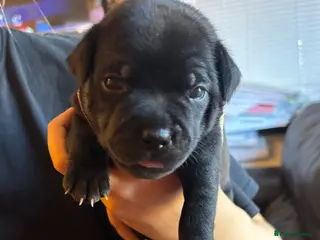 Staffordshire Bull Terrier dogs Stunning Litter 🖤💙 CH Bill & Nova - Advert 4