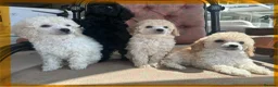 Miniature Poodle dogs for sale: Pedigree club registered Miniature poodles  - Advert 19