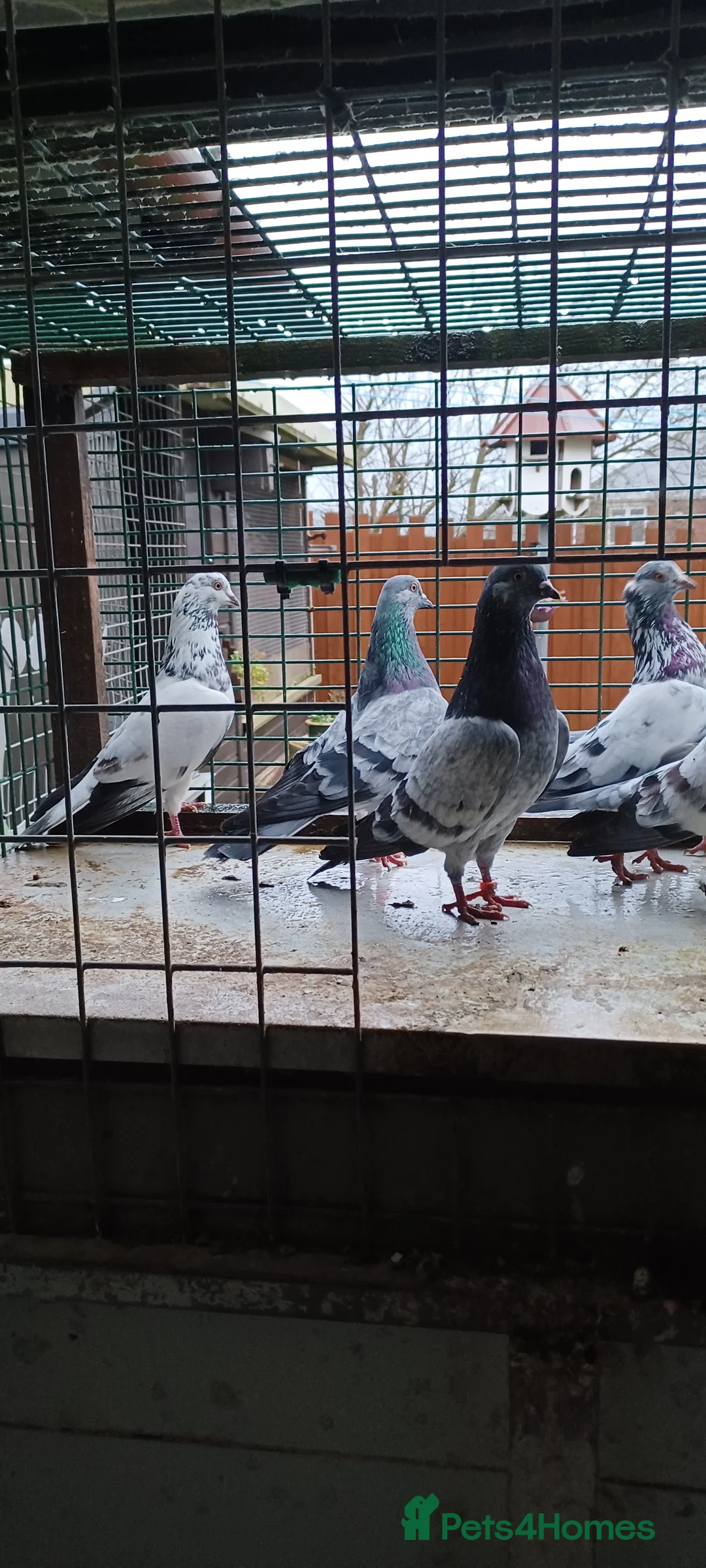 Pigeons birds for sale: 8 high flyers - Advert 6