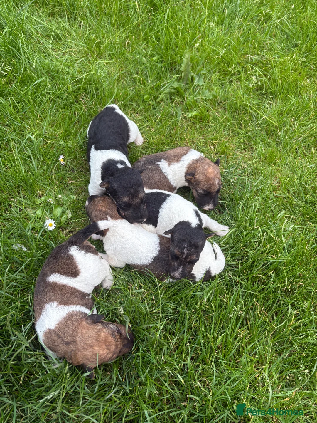 Fox Terrier dogs for stud: Fox terrier for stud - Advert 6