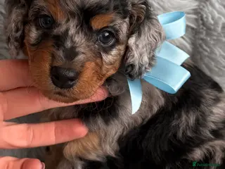 Cavapoo dogs F1b Cavapoo puppies - Advert 5