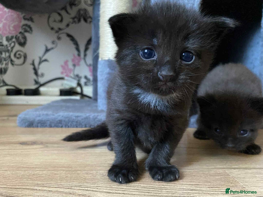 Domestic Shorthair cats for sale: 4 beautiful kittens  - Image 7